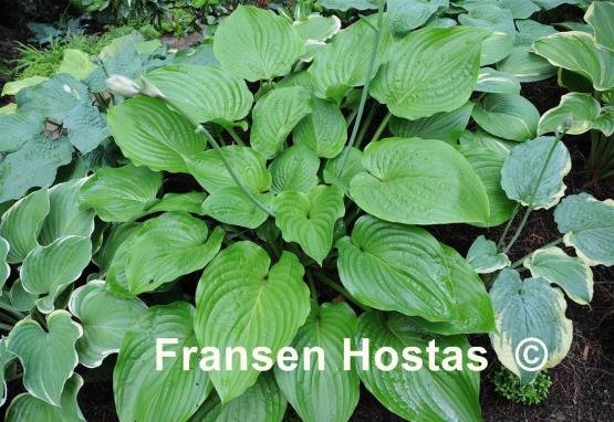 Hosta Hot Air Balloon